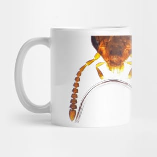 Rove beetle under the microscope Mug